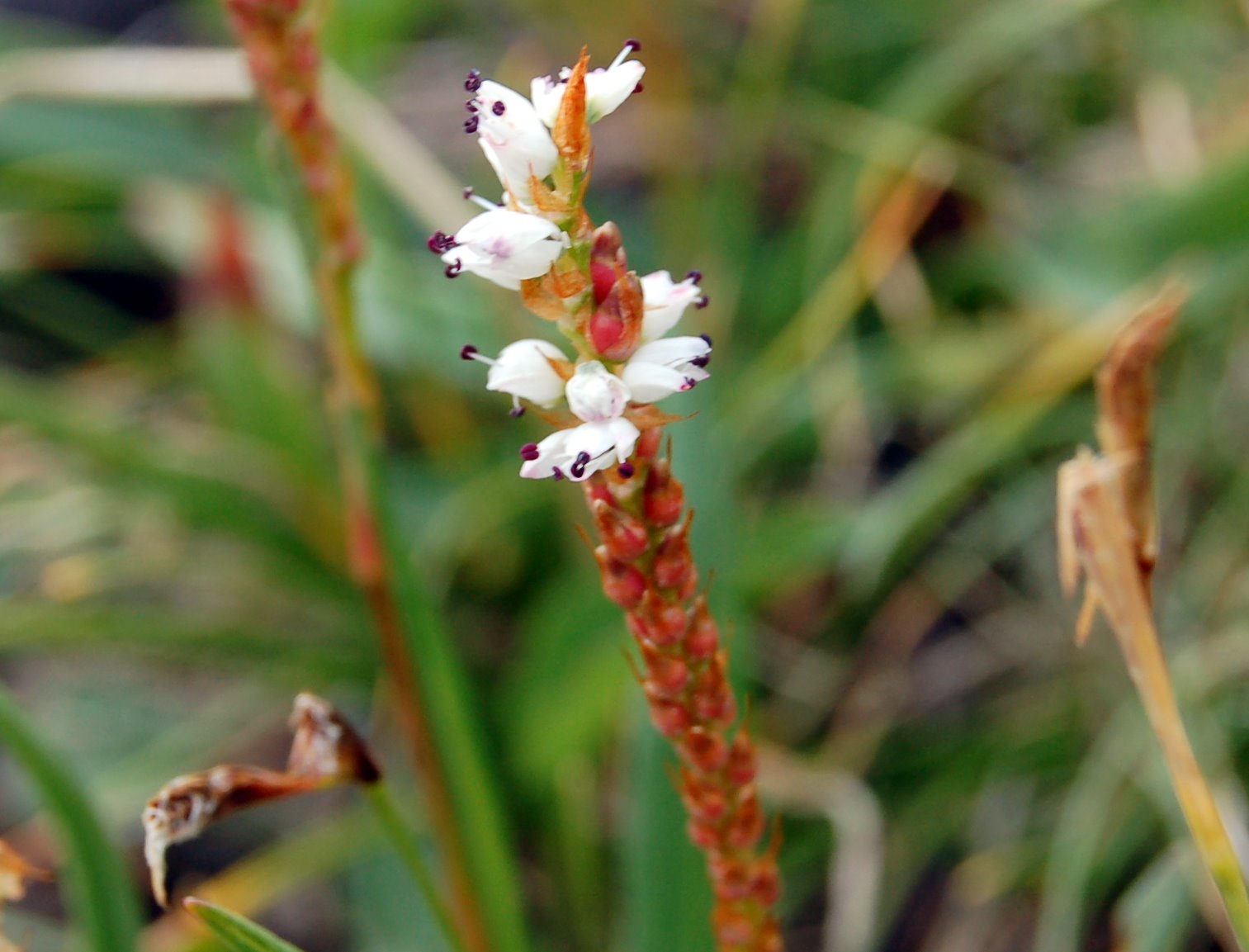 Fioriture magellensi